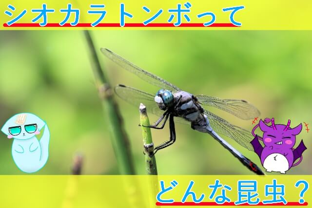 Thumbnail of post image 156